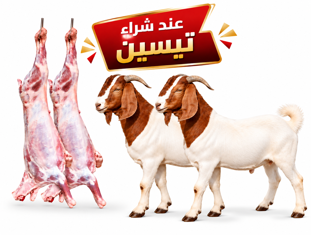تيسين جنوب افريقية