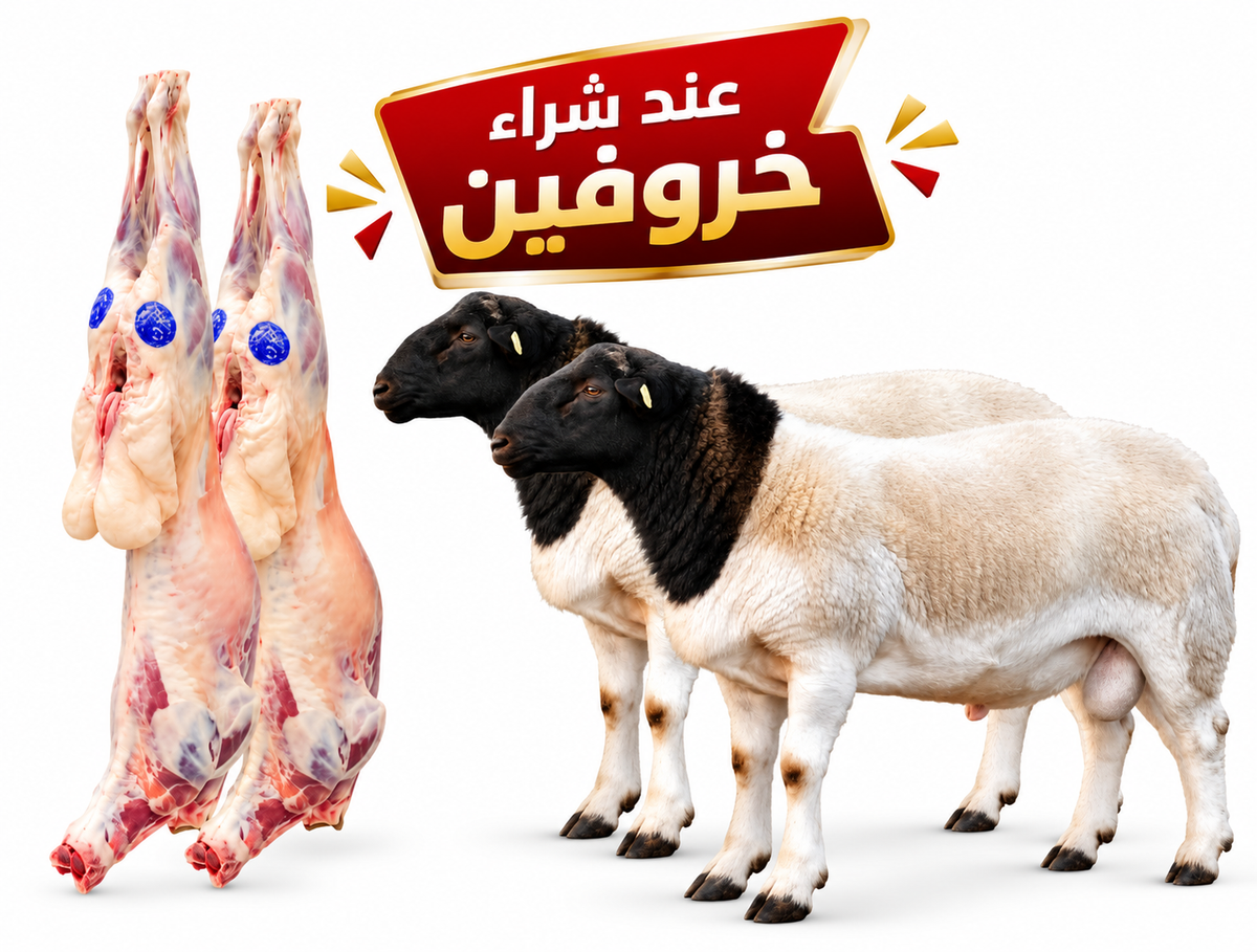 خروفين جنوب افريقية