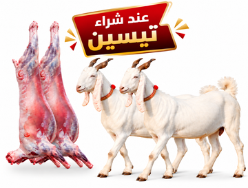 تيسين كشميرية