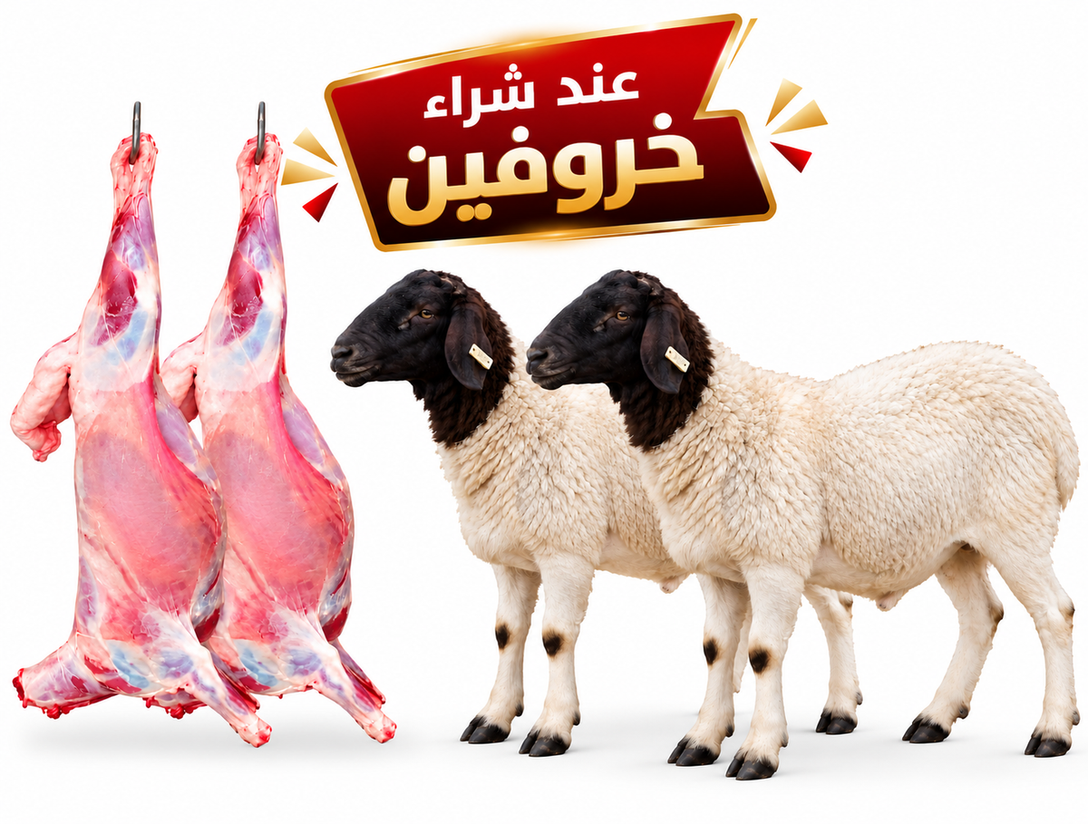 خروفين كينية