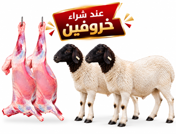 خروفين كينية