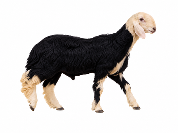 خروف نجدي وسط 🐑